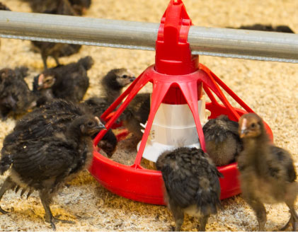 写真：養鶏場内で餌を食べているたくさんの雛鳥