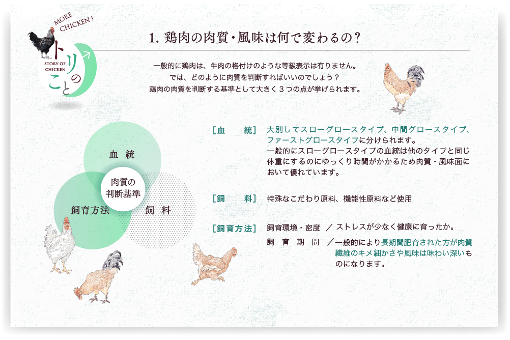 説明図：鶏肉の肉質・風味はなんで変わるの？