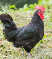 写真：羽毛が黒くて、トサカが赤い雄鶏