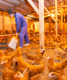 写真：養鶏場内を清掃している社員