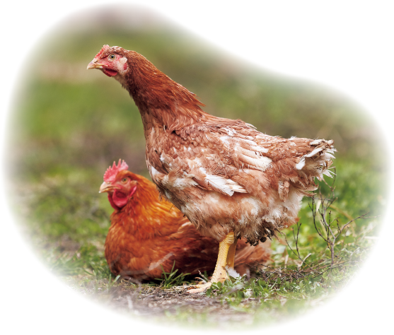 写真：赤どりの雄鶏と雌鶏