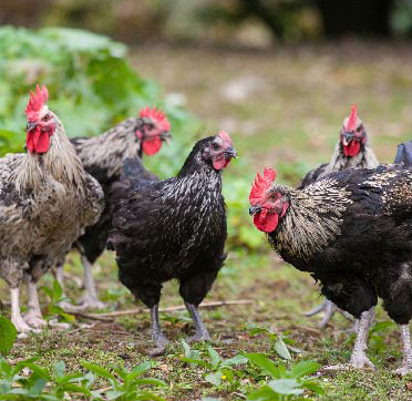 写真：自然の中に放されている4羽の雄鶏と1羽の雌鶏